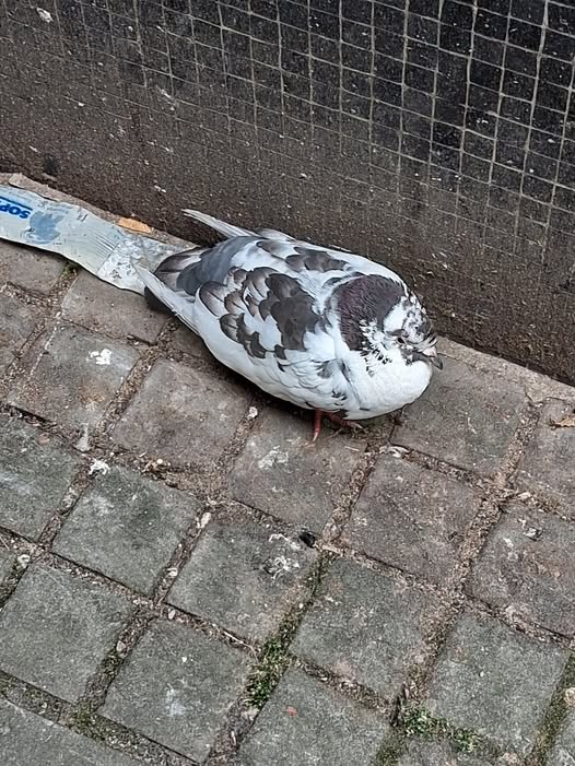 Appeal for Help After Unwell Pigeon Found in Clawdd Du Alleyway